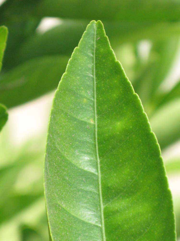              Margin (Riverside, CA)       